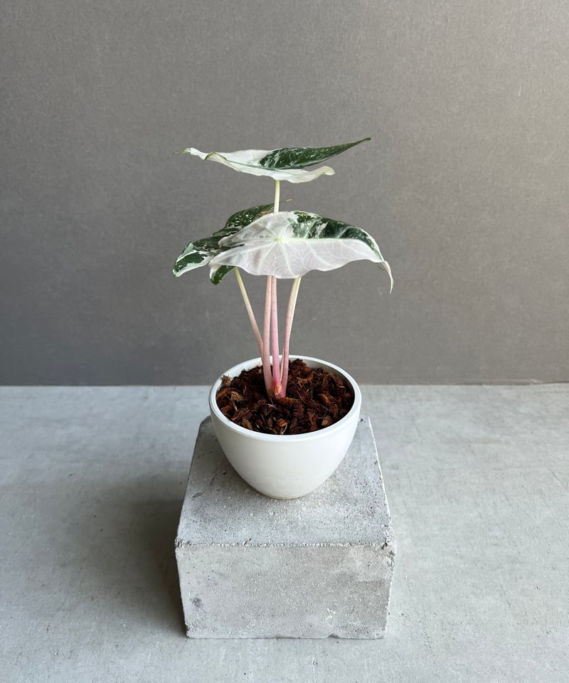 極上 アロカシア ワトソニアナ ピンク 極上 アロカシア ワトソニアナ ピンク Alocasia watsoniana pink