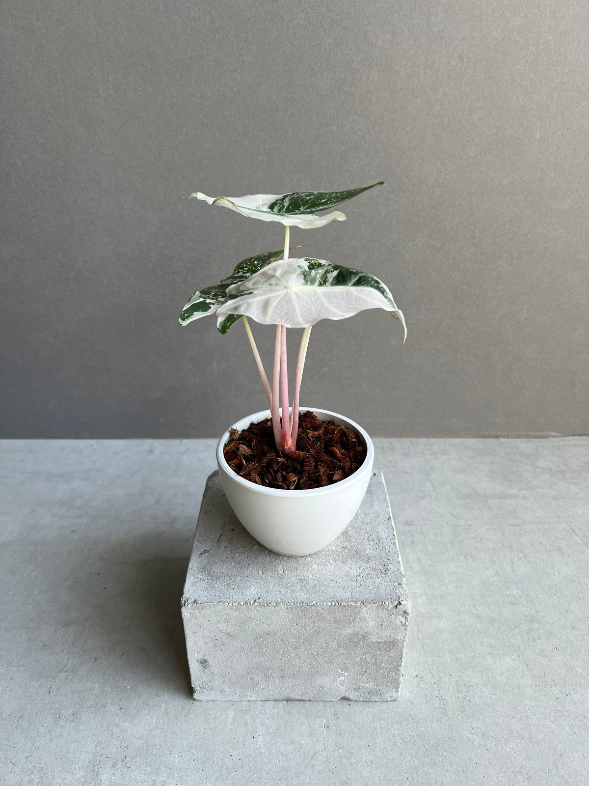 確認用アロカシア　ピンク斑入alocasia longiloba miq var Buy Alocasia longiloba 'Blacksatun Pink' | Thailand Export