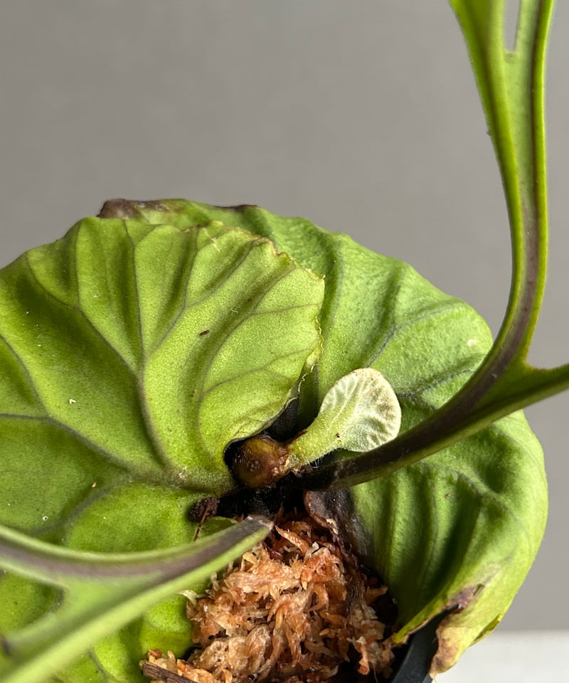 ビカクシダ　リドレイ　パカラン　スポア ビカクシダ リドレイ “パカラン”「Platycerium ridleyi “Pakarang