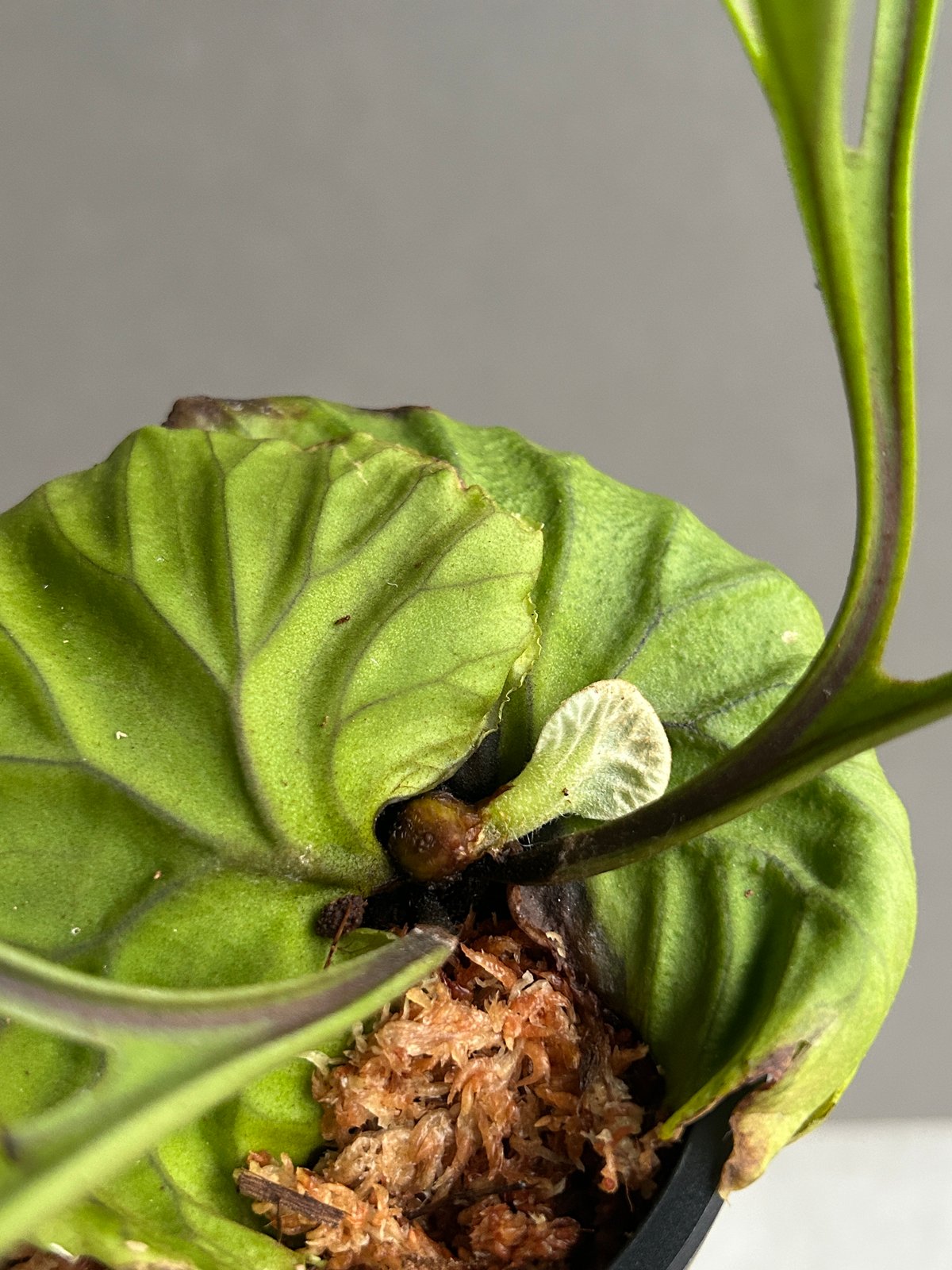 ビカクシダ リドレイ “パカラン”「Platycerium ridleyi “Pakarang