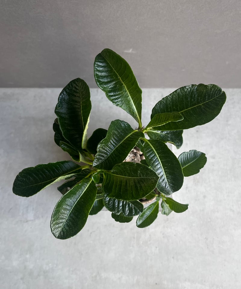 パキポディウム ウィンゾリー (実生苗) + plantsmonsters pot 「Pach