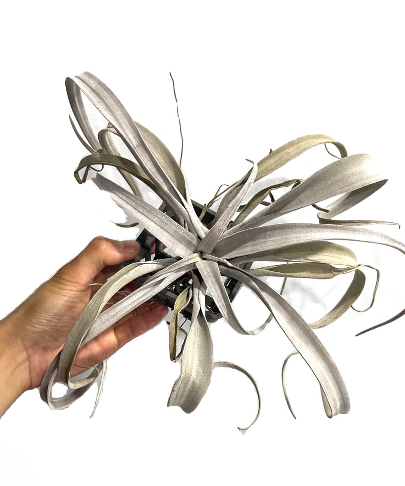 ティランジア チアペンシス 「Tillandsia chiapensis」7/15 | SH