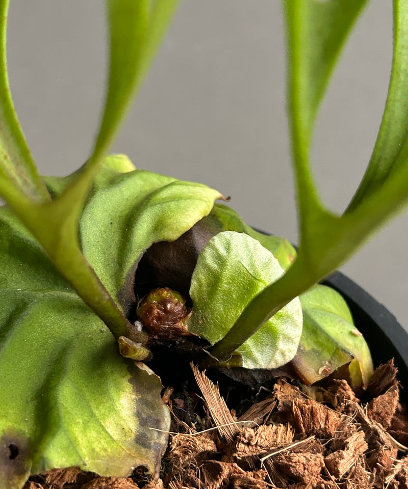 ビカクシダ リドレイ “パカラン”「Platycerium ridleyi “Pakarang
