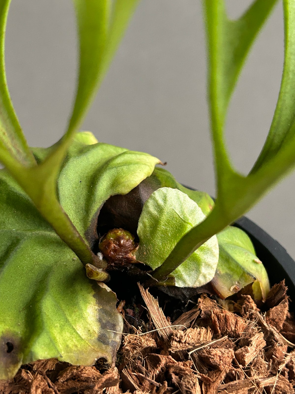 ビカクシダ リドレイ “パカラン”「Platycerium ridleyi “Pakarang