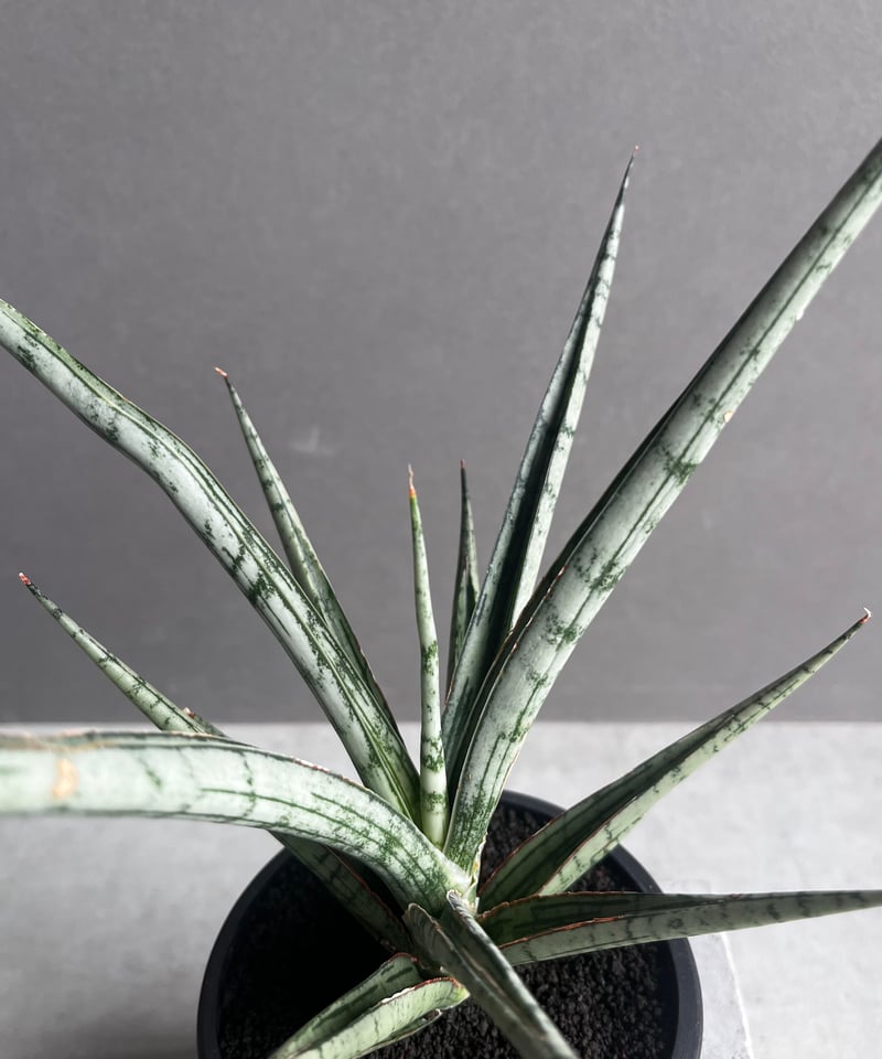 サンセベリア　Yokmorakot サンスベリア　Sansevieria サンセベリア Yokmorakot サンスベリア Sansevieria Sansevieria