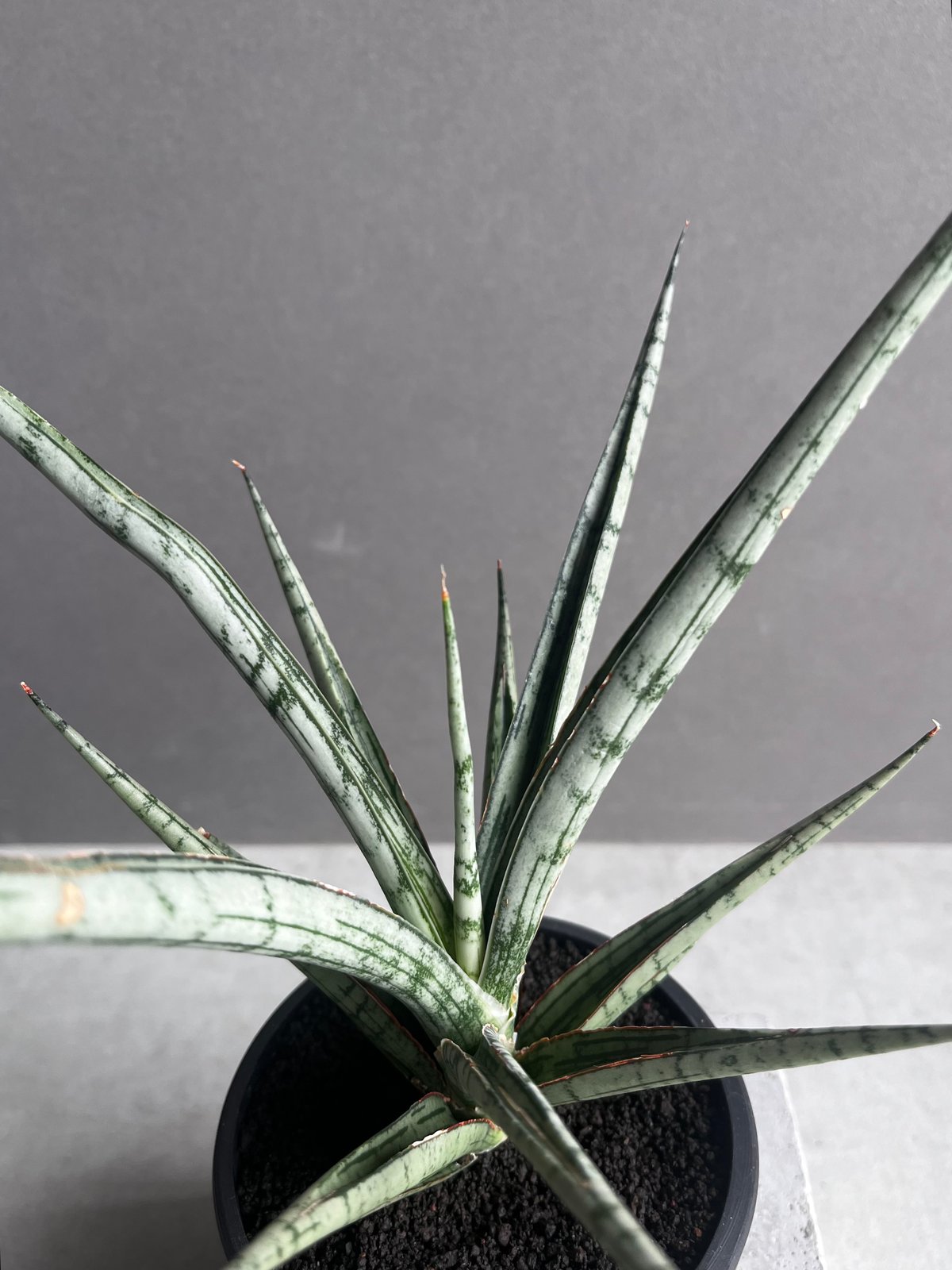サンセベリア プラ カイ ケオ 「Sansevieria Pra Kay Kaow (by