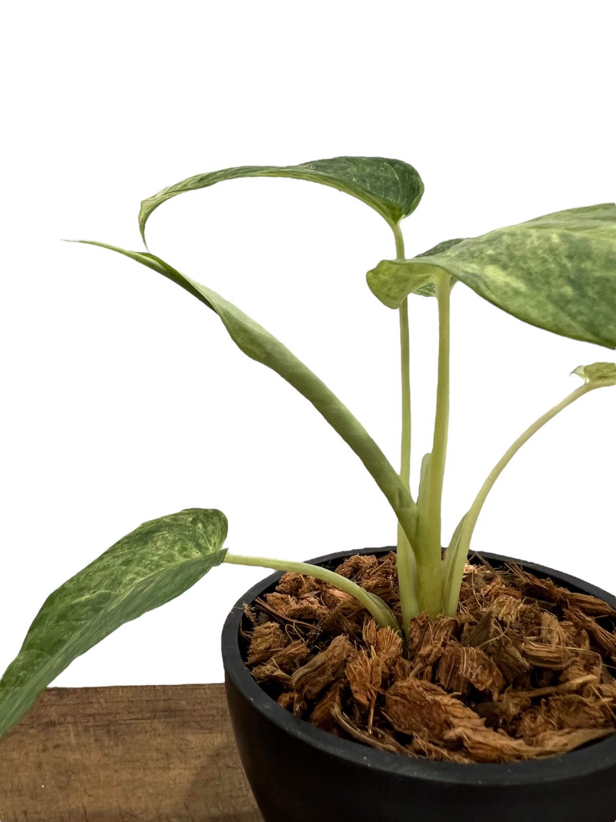 Borneoa gampsospadix スキスマグロッティスMIDOLLICA スキスマト