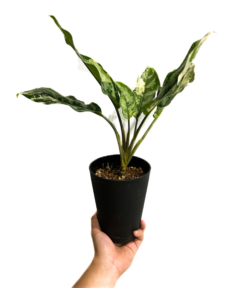 超希少❗️美株❗️アグラオネマ　マニラプライド✨ アグラオネマ マニラズ プライド 斑入「Aglaonema Manila's Pride va