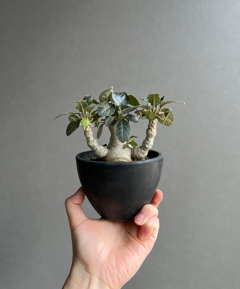 ドルステニア　フォエチダ　大株　多頭株 ドルステニア フォエチダ “多頭タイプ” 「Dorstenia foetida