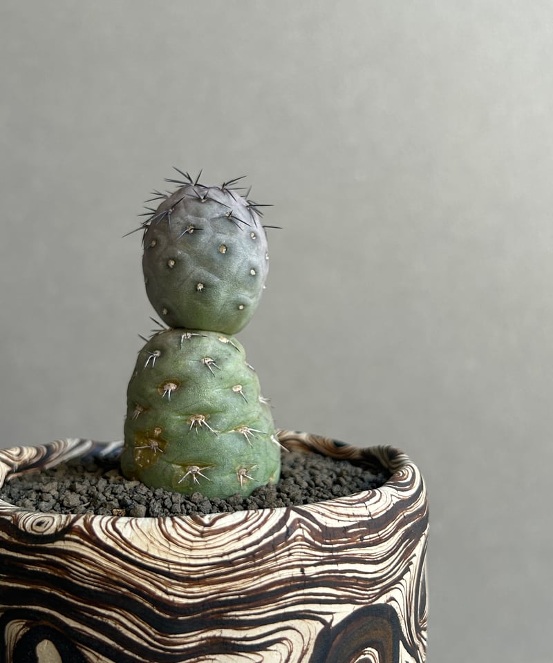 テフロカクタス ゲオメトリクス+plantsmonsters pot 「Tephrocactu
