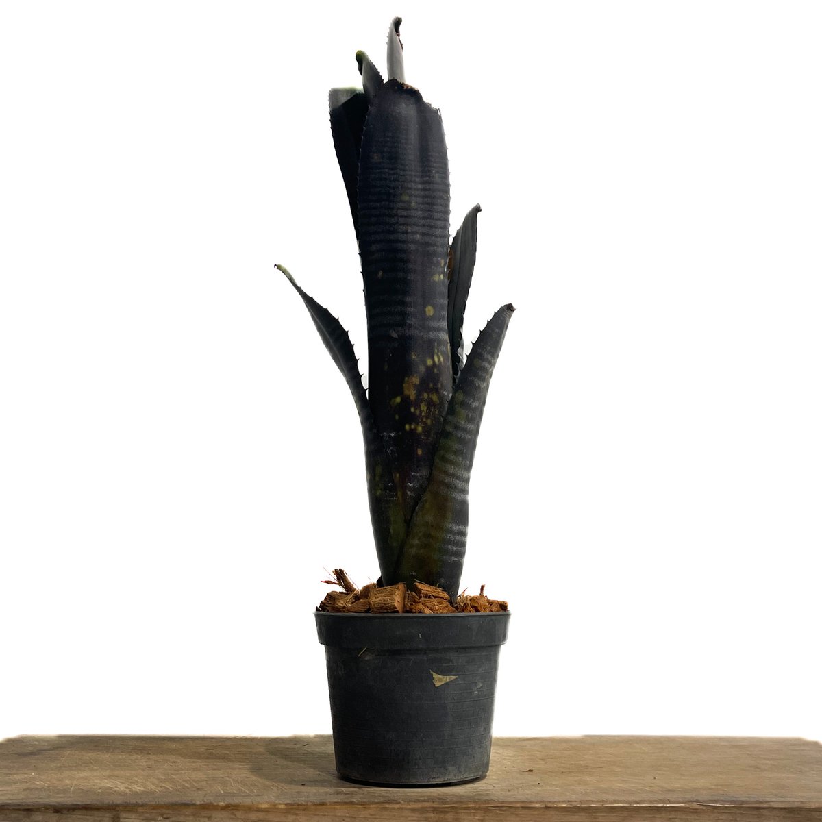 BILLBERGIA ‘Obi-Wan’ ビルベルギア オビワン ビルベルギア オビ-ワン「Billbergia Obi - Wan」64G-3 | SHOUC