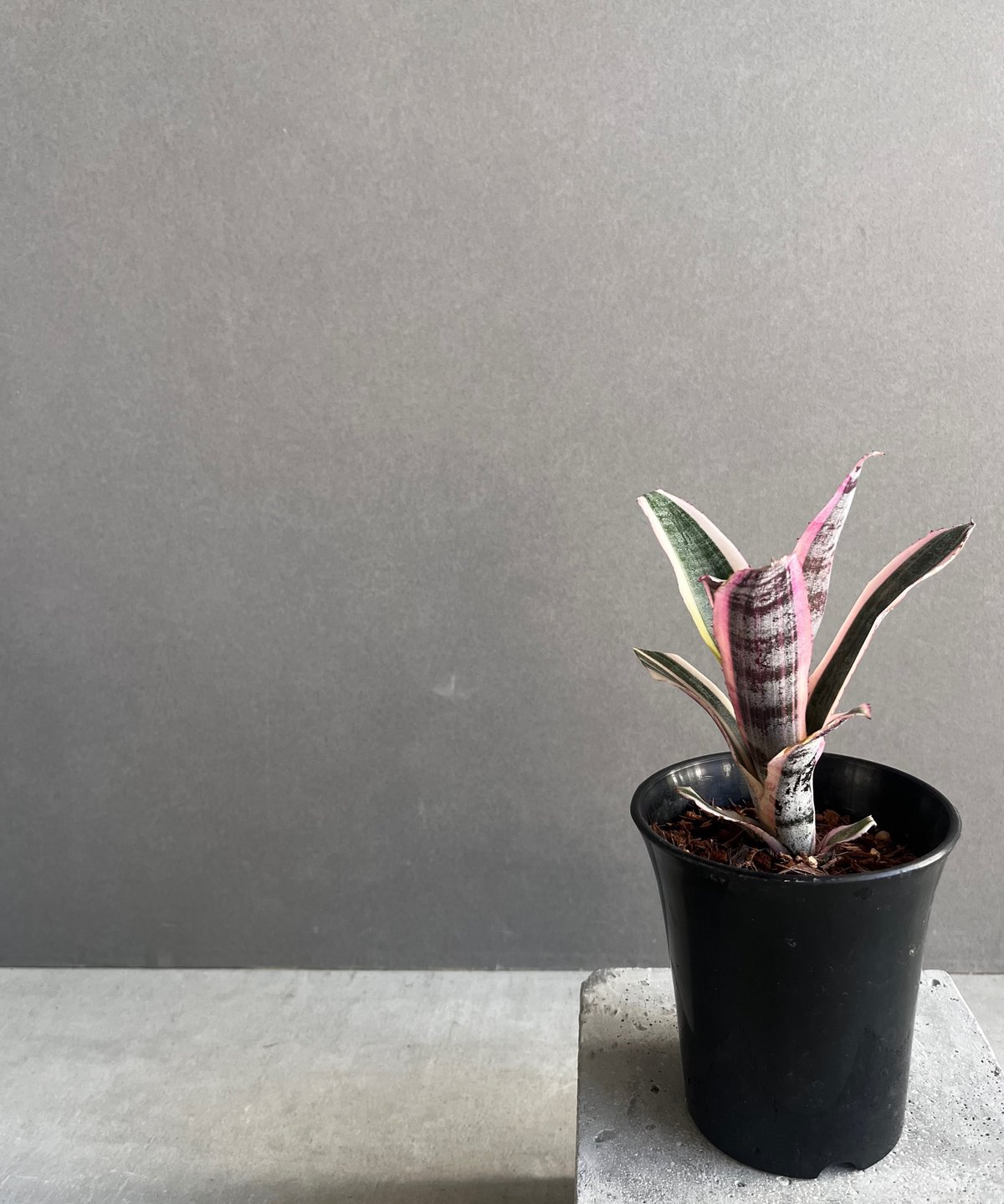 エクメア オットー 「Aechmea Otto」40A | SHOUCHIKUEN