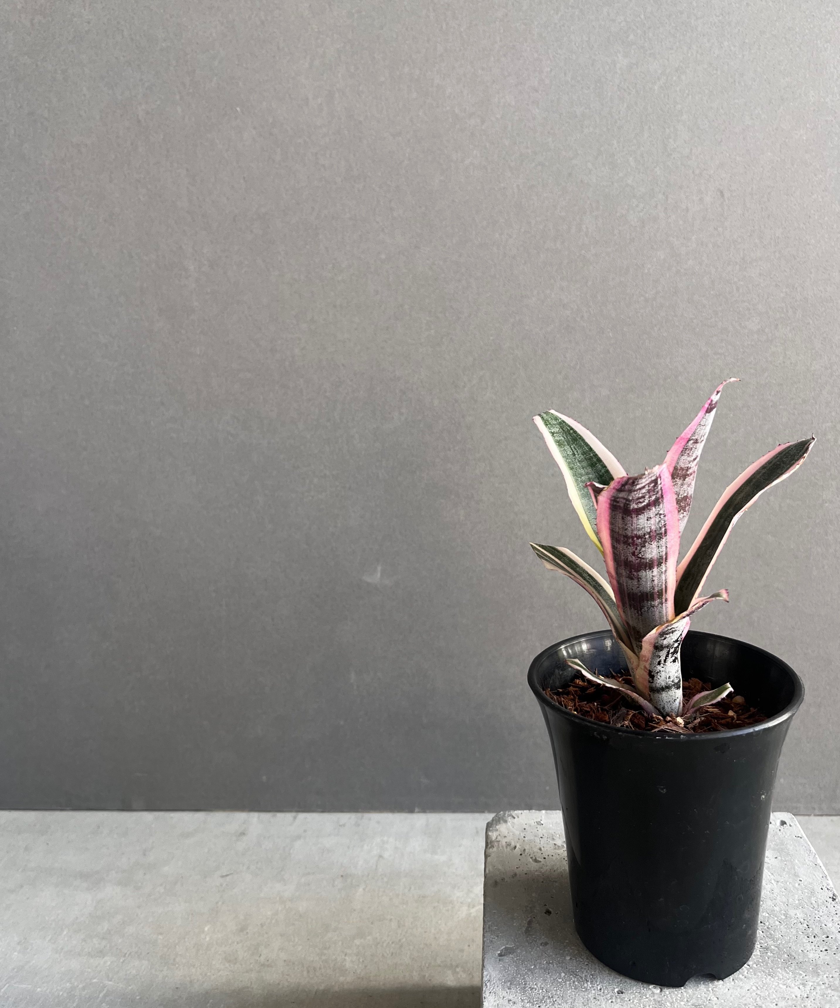 エクメア　オットー エクメア オットー 「Aechmea Otto」40A | SHOUCHIKUEN