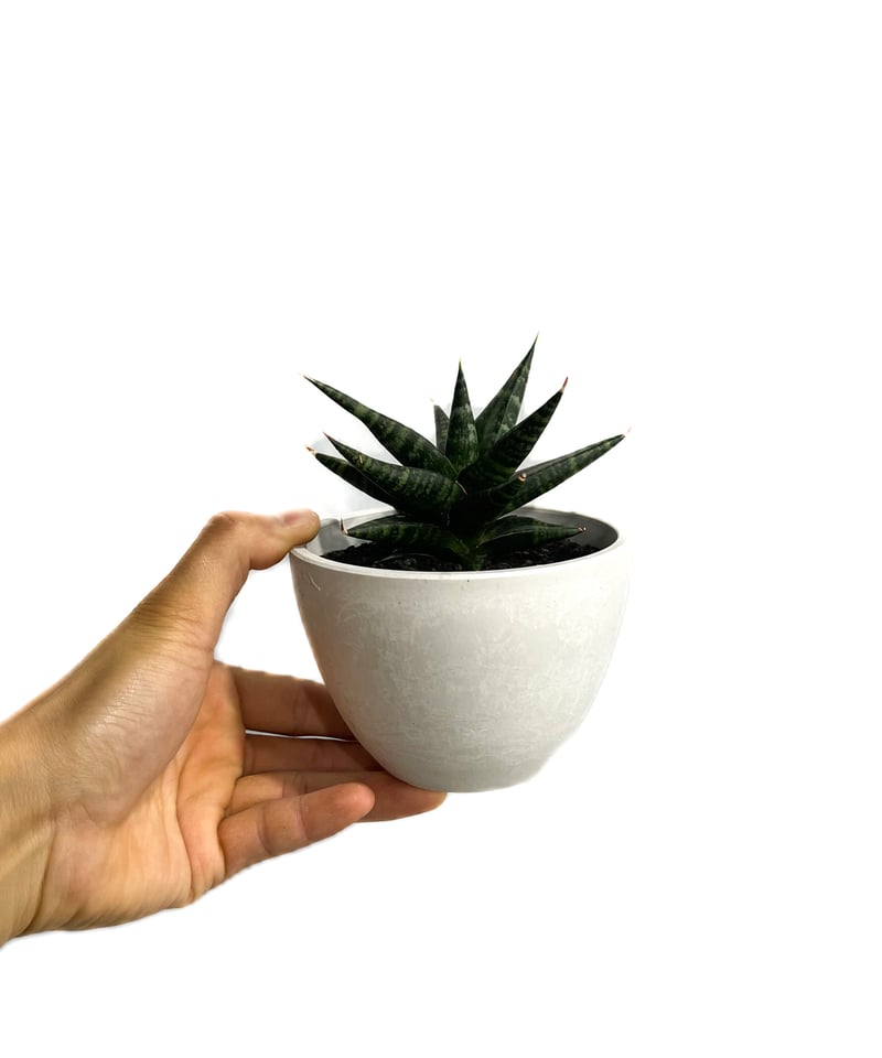 サンセベリア ブラック ダイヤモンド「Sansevieria Black Diamond」5/