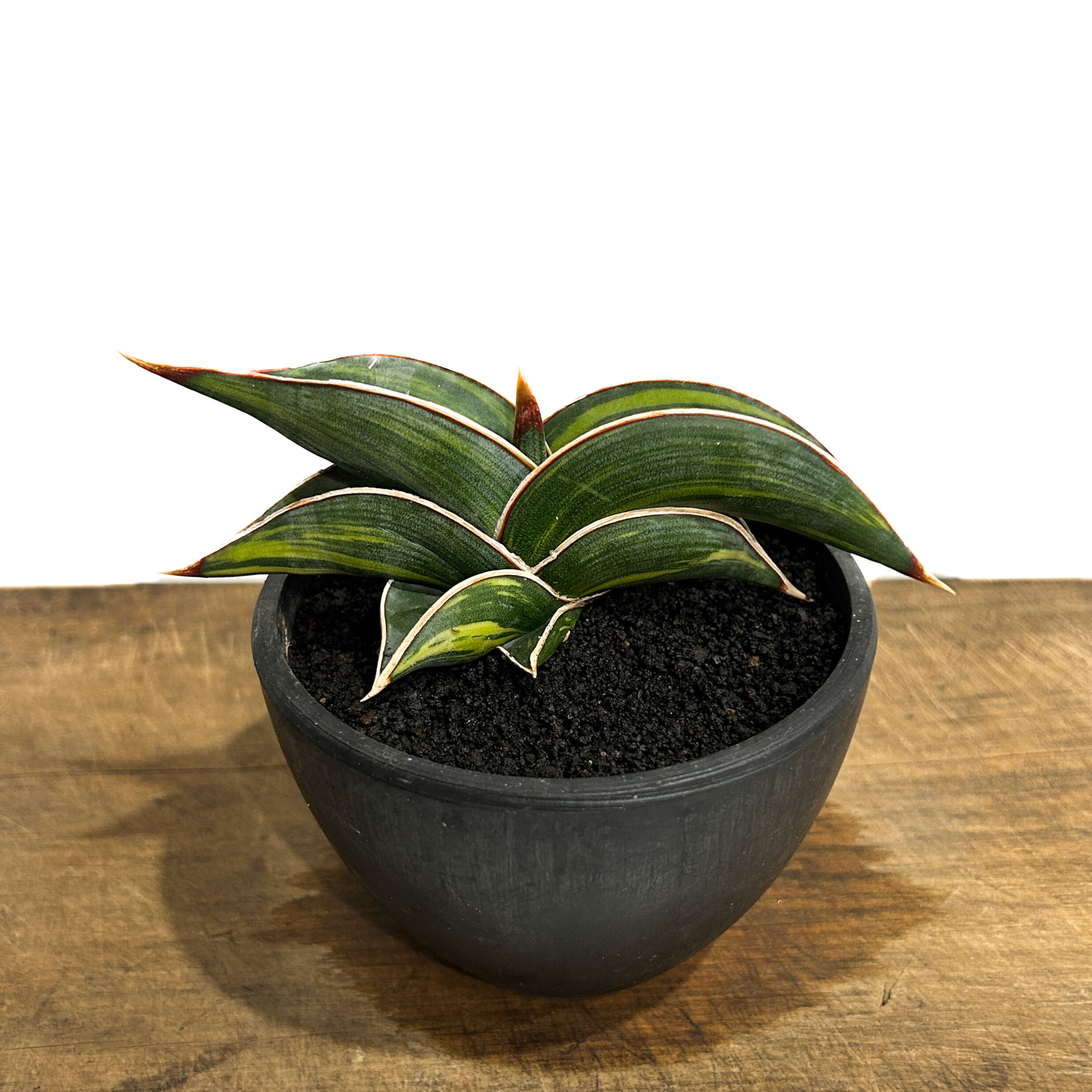 サンセベリア ロリダ 斑入り「Sansevieria rorida Var.」6/14-771