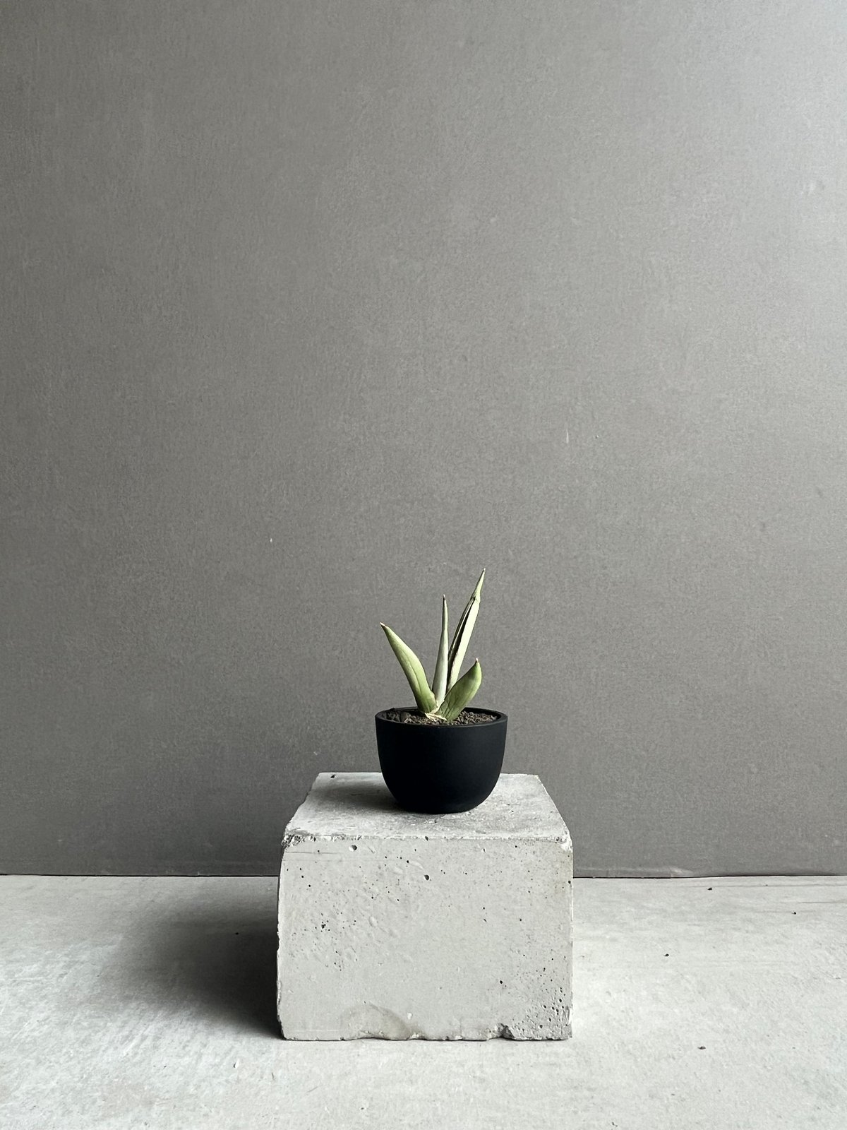 サンセベリア チャオプラヤ 「Sansevieria Chao Phraya」43N | SH