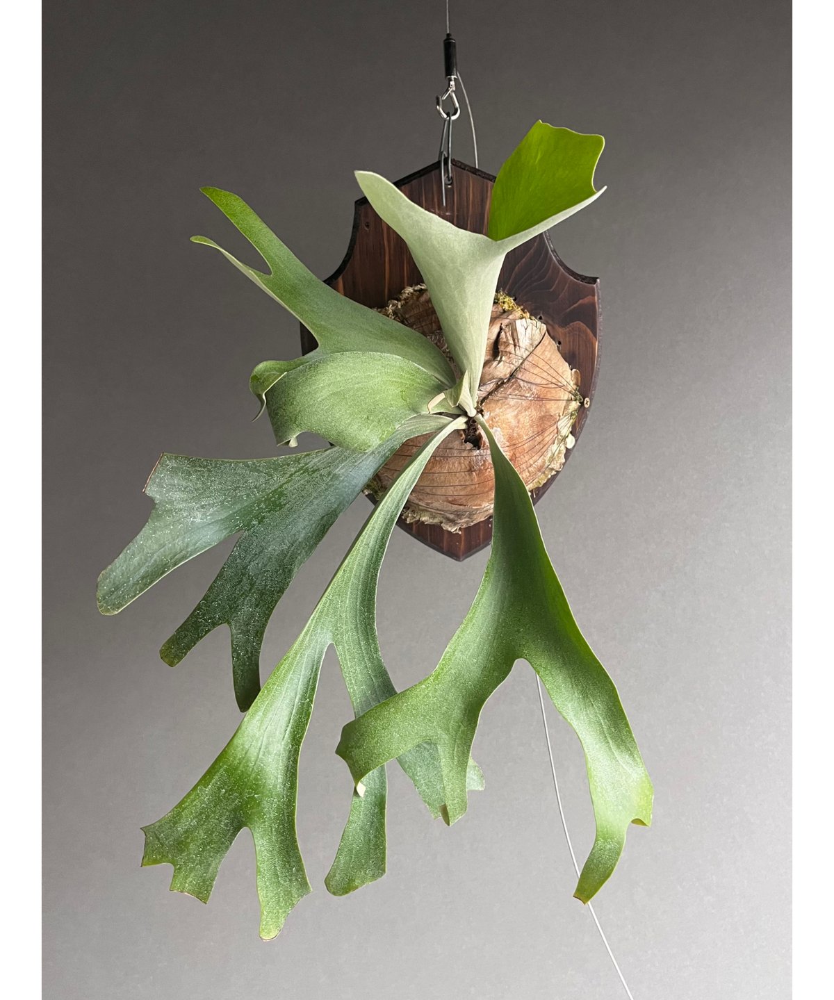 willinckii ウィリンキー asurada アスラダ Ｃ willinckii ウィリンキー asurada アスラダ C willinckii