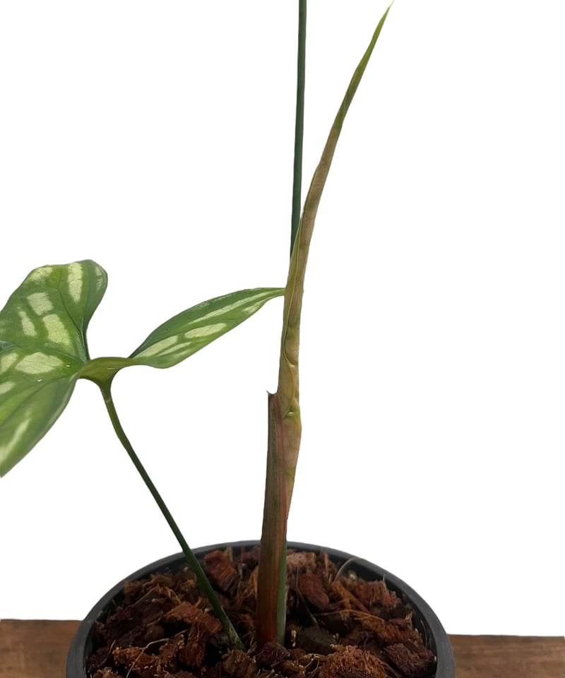 セルセスティス ミラビリス (N.E.Br) ボグナー 「Cercestis mirabili