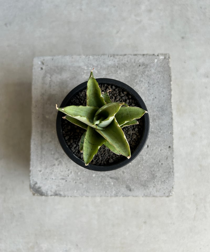 サンセベリア ブア カーオ「 Sansevieria Buakaw(by Unyamanee