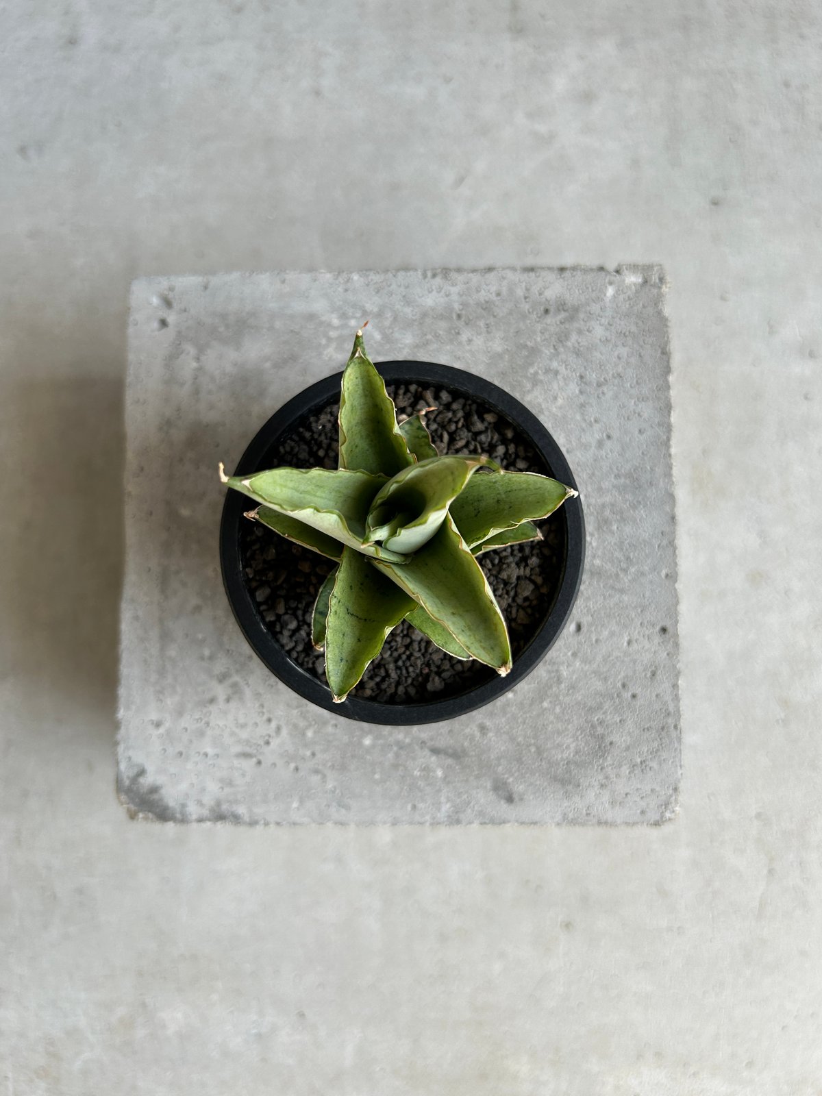 GP Sansevieria Bua Kao サンセベリア ブア カーオ ごりら PLANTS&COFFEE | ． Sansevieria Bua Kao サンセベリア