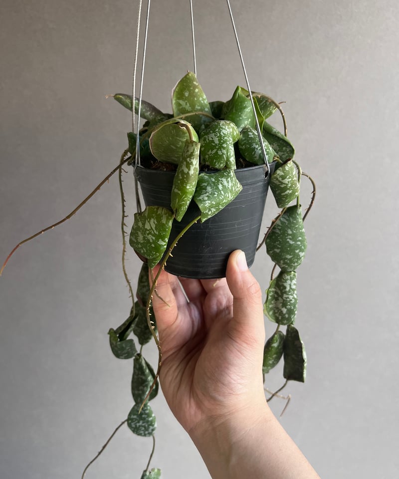 catcatさん専用 ＊ Hoya ＊ ホヤ ＊ inflata catcatさん専用 ＊ Hoya ＊ ホヤ ＊ inflata