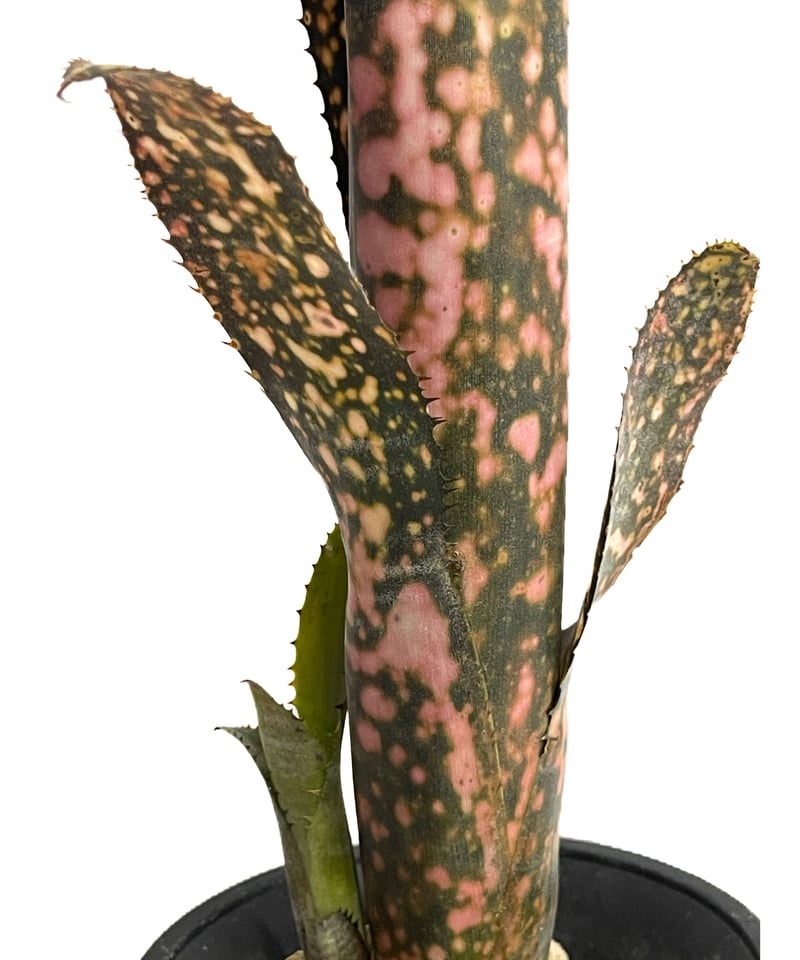 ビルベルギア コールド フュージョン「Billbergia Cold Fusion