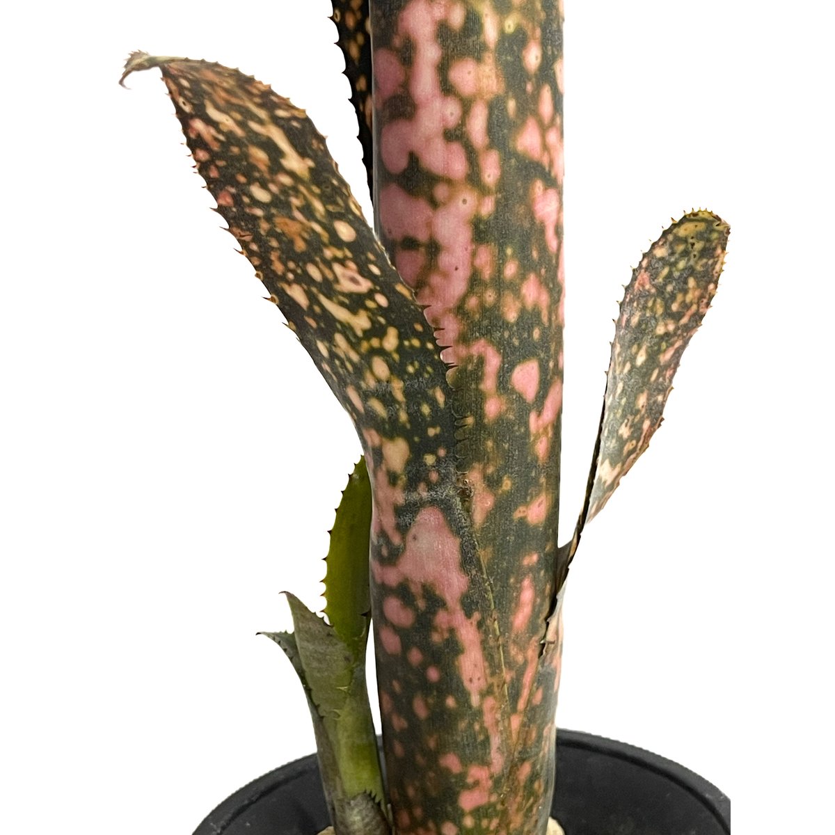ビルベルギア コールド フュージョン「Billbergia Cold Fusion」36F-3
