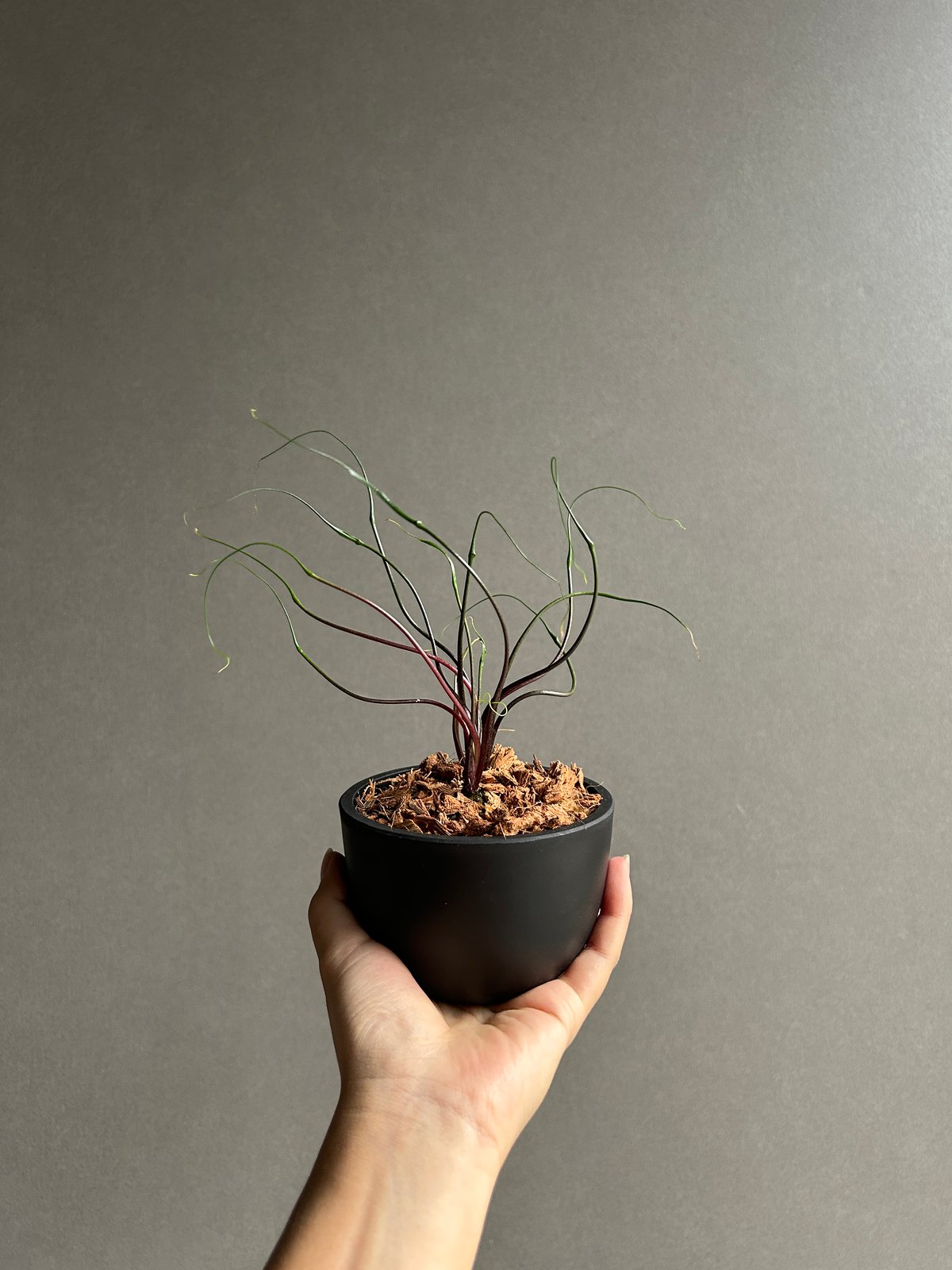 アロカシア プランバエ 'フライングスクイード' 「Alocasia plumbae