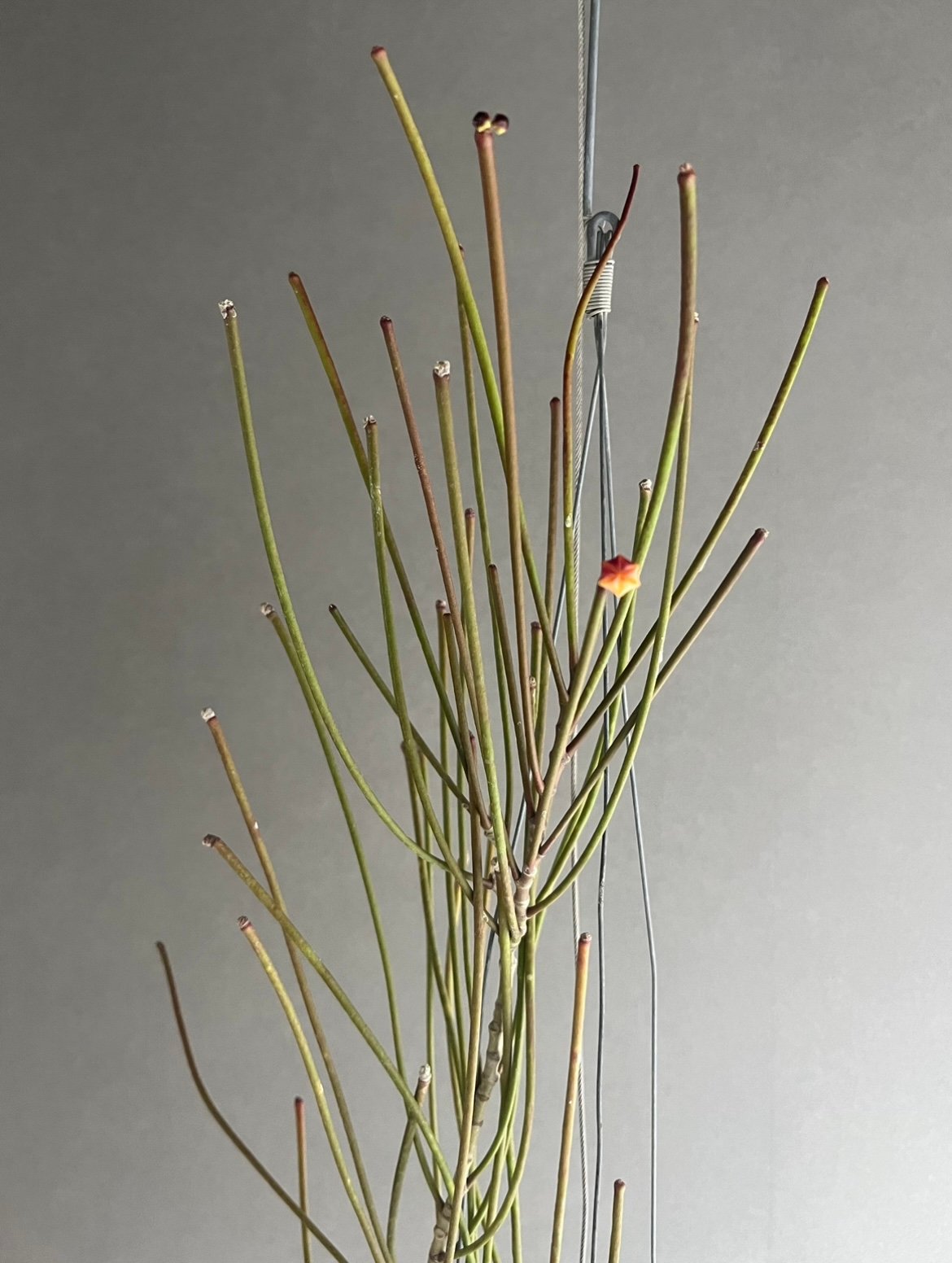 ホヤ 　大株 ホヤ：ムルチフローラ（大株幹立ちタイプ） 8号鉢植え の通販