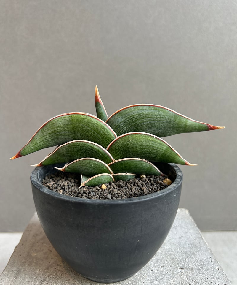 ま*か様 サンスベリア Sansevieria banana & rorida Sansevieria