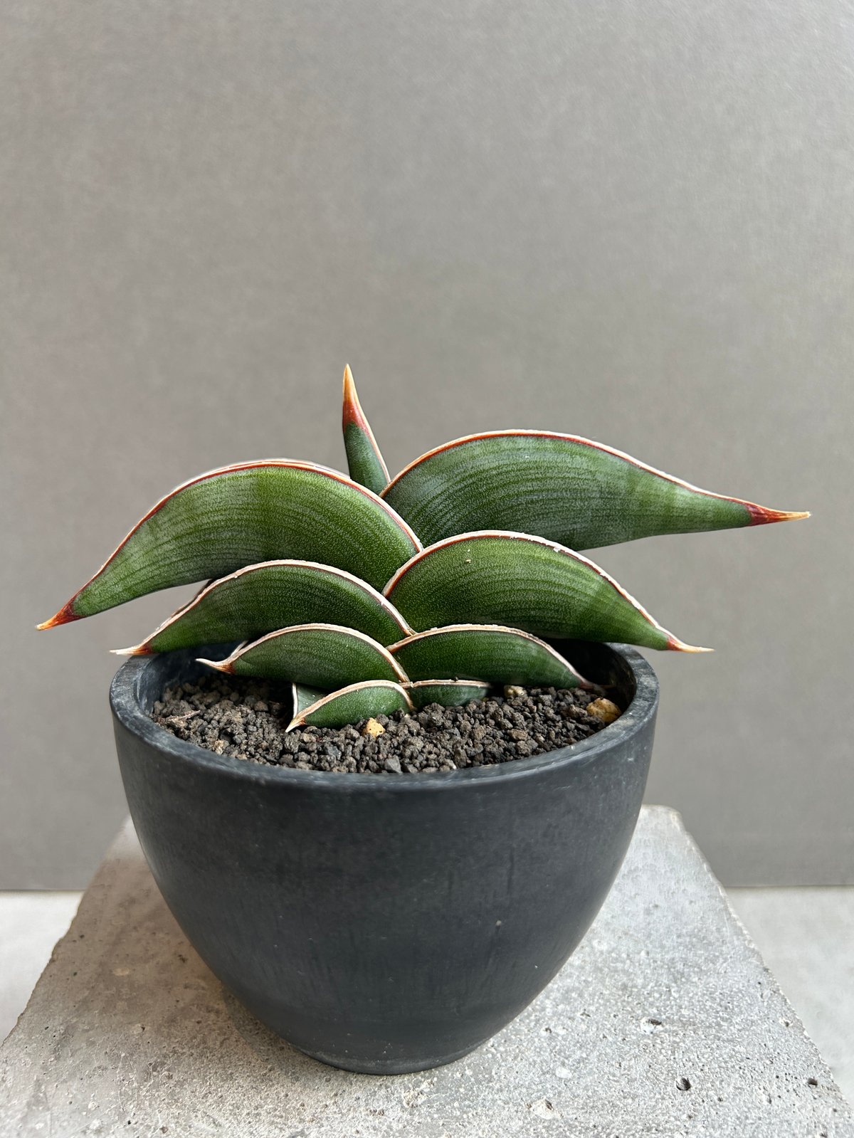 ま*か様 サンスベリア Sansevieria banana & rorida Always nice to see this Variegated Sansevieria Banana it's