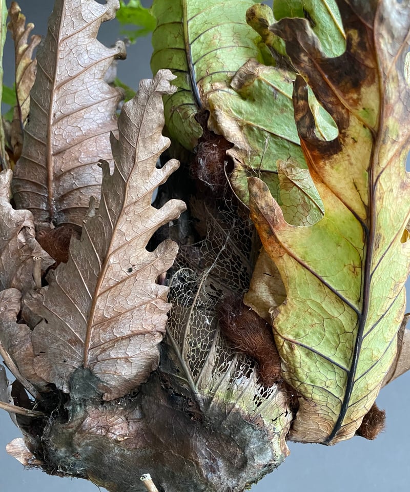 ドリナリア クエルシフォリア '変異種' 「Drynaria quercifolia 'Mut