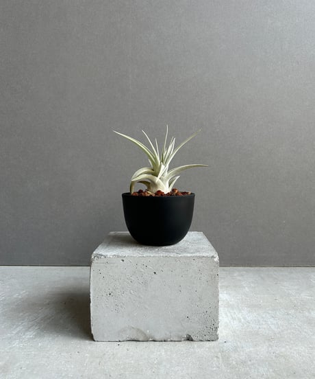 CATEGORY Plants | SHOUCHIKUEN