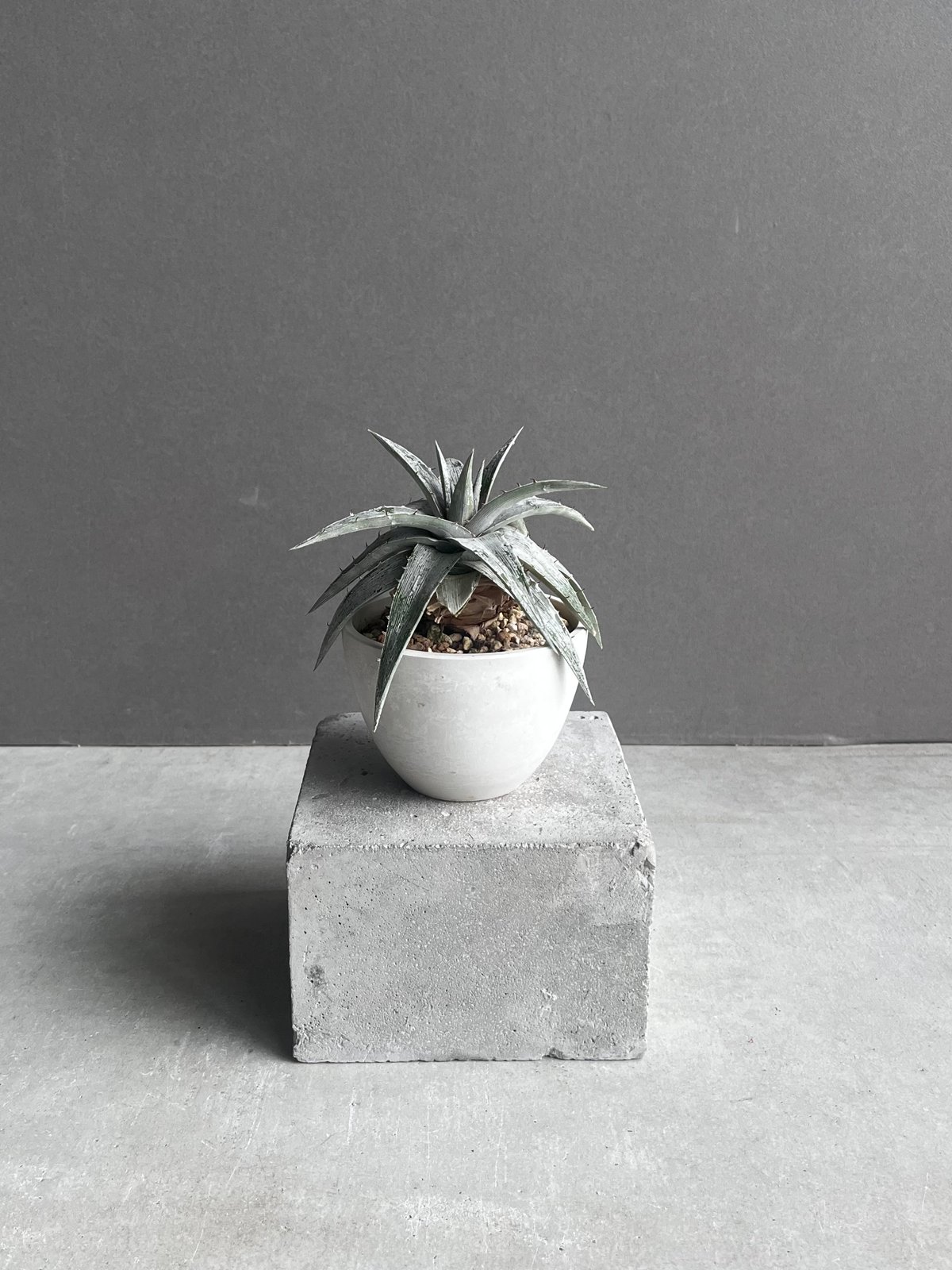ディッキア マセドイ ホワイト クローン 「Dyckia macedoi white