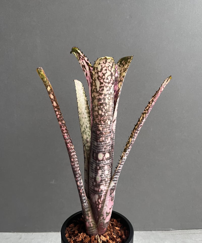 ビルベルギア トゥッティ フルッティ 「Billbergia Tuti Fruti
