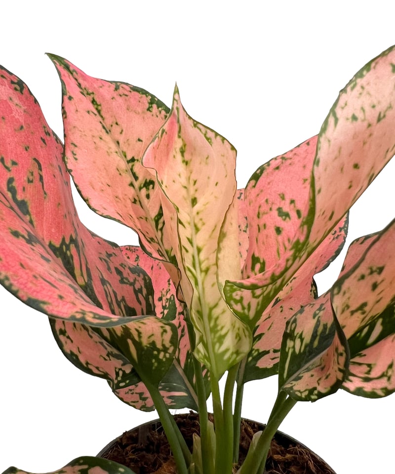 アグラオネマ・プラカイペット（Aglaonema 'Prakai Pet'） 園芸ネット