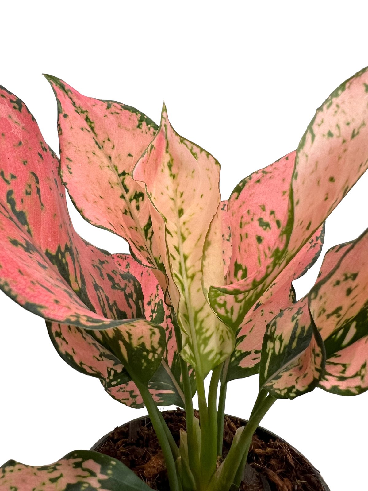 アグラオネマ トライ ペット 「Aglaonema Tri Phet」77L | SHOUCH