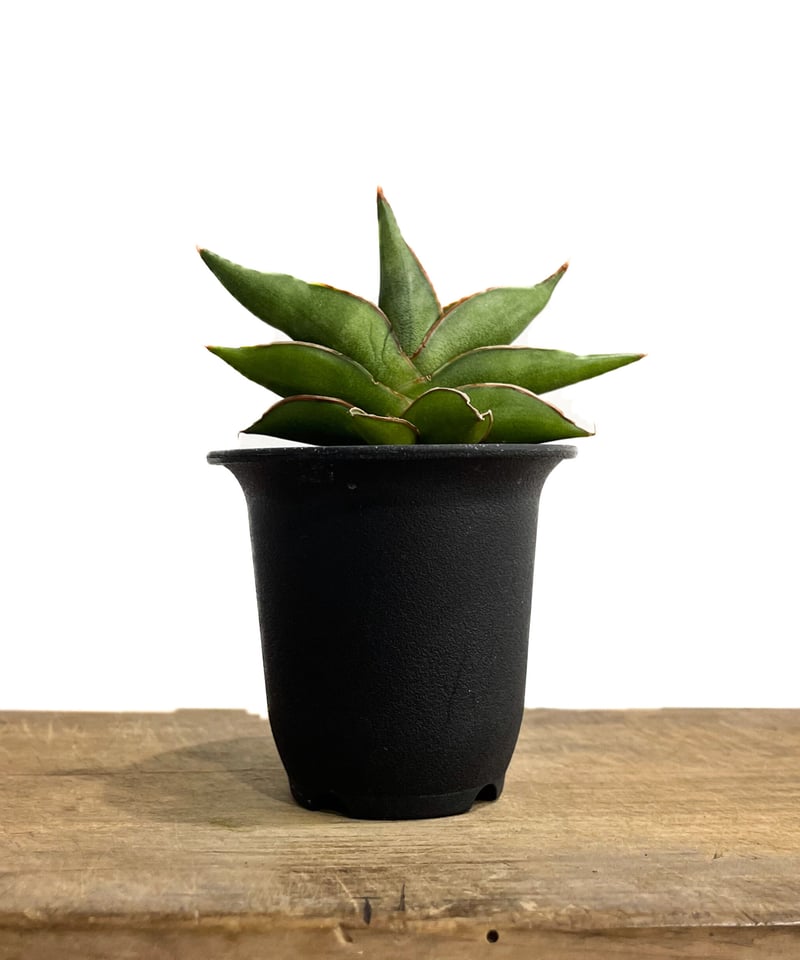 サンセベリア サワディー 「Sansevieria Sawasdee」10/4 | SHOUC