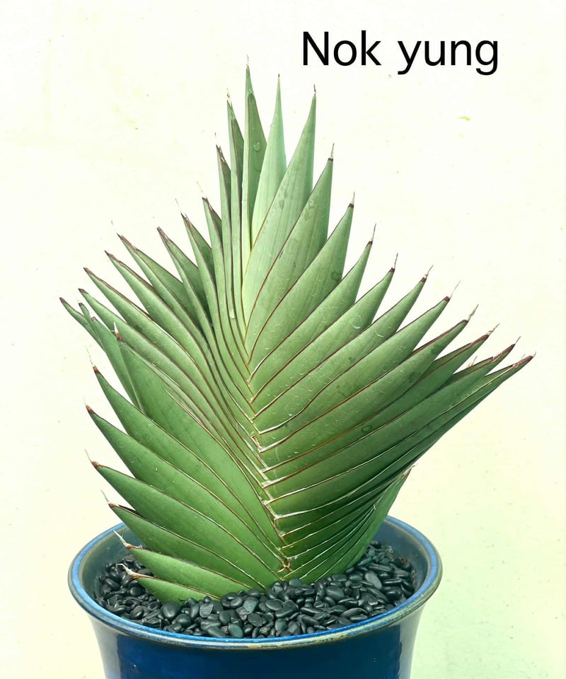 サンセベリア　Yokmorakot サンスベリア　Sansevieria サンセベリア Yokmorakot サンスベリア Sansevieria サンセベリア