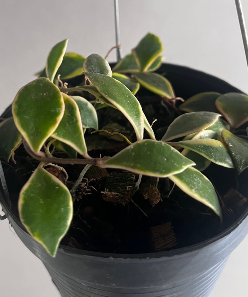 ホヤバコエンシス 斑入 「Hoya bakoensis Variegated」94U | SH