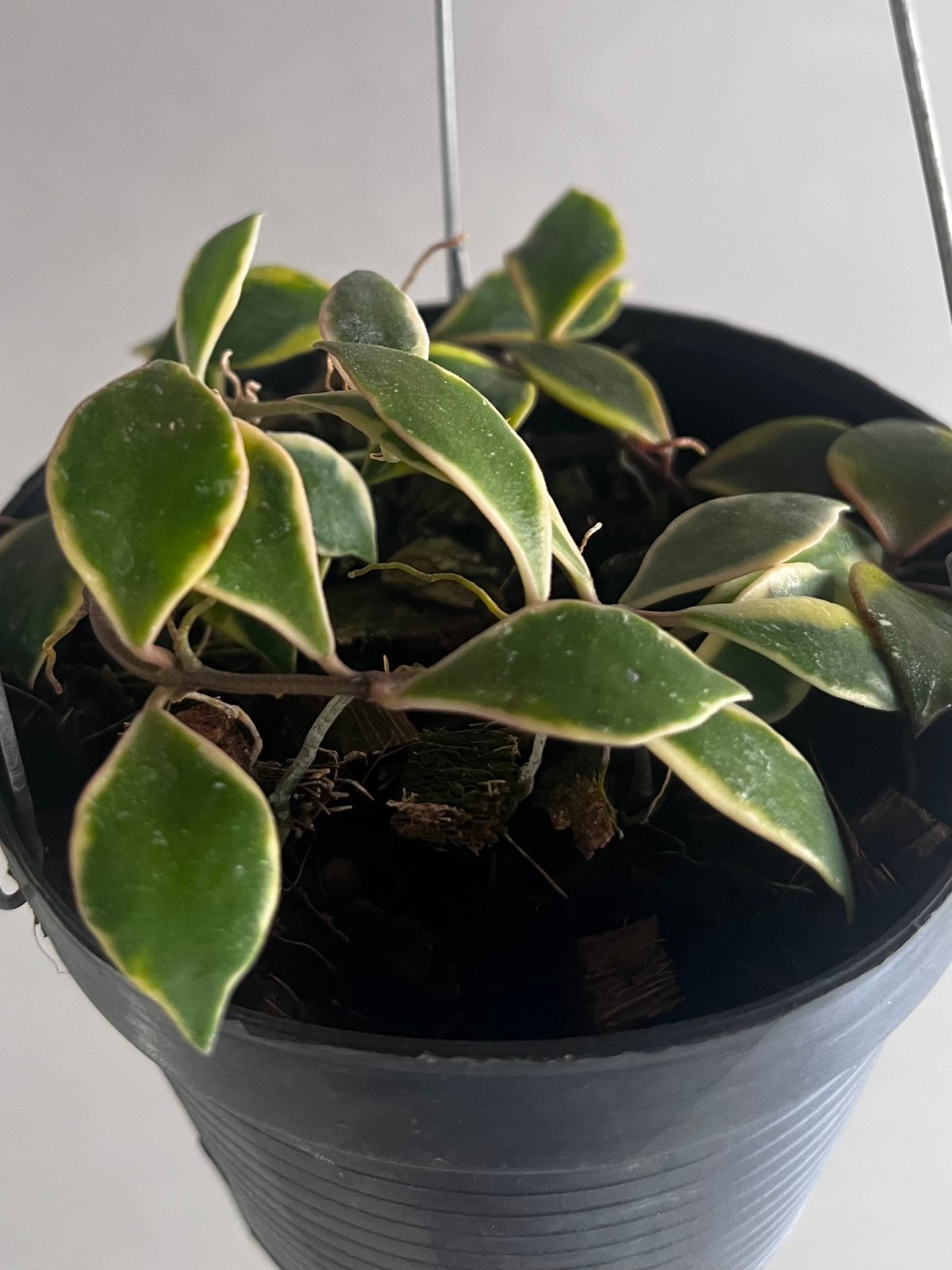 ホヤバコエンシス 斑入 「Hoya bakoensis Variegated」94U | SH