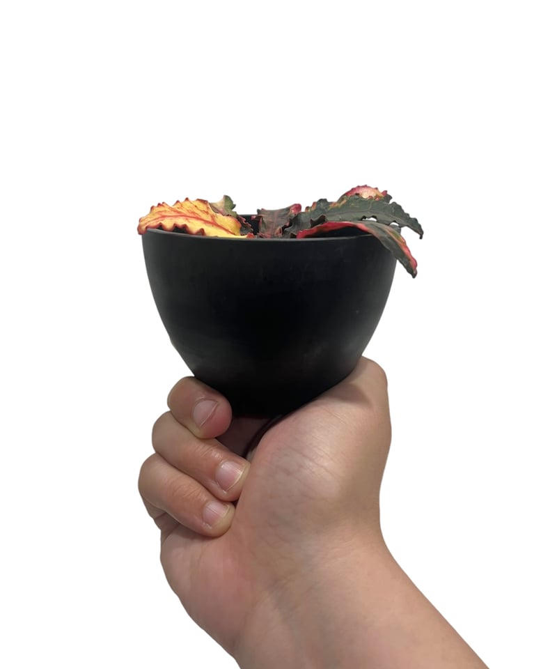 ユーフォルビア フランコイシー 斑入 「Euphorbia francoisii Varieg