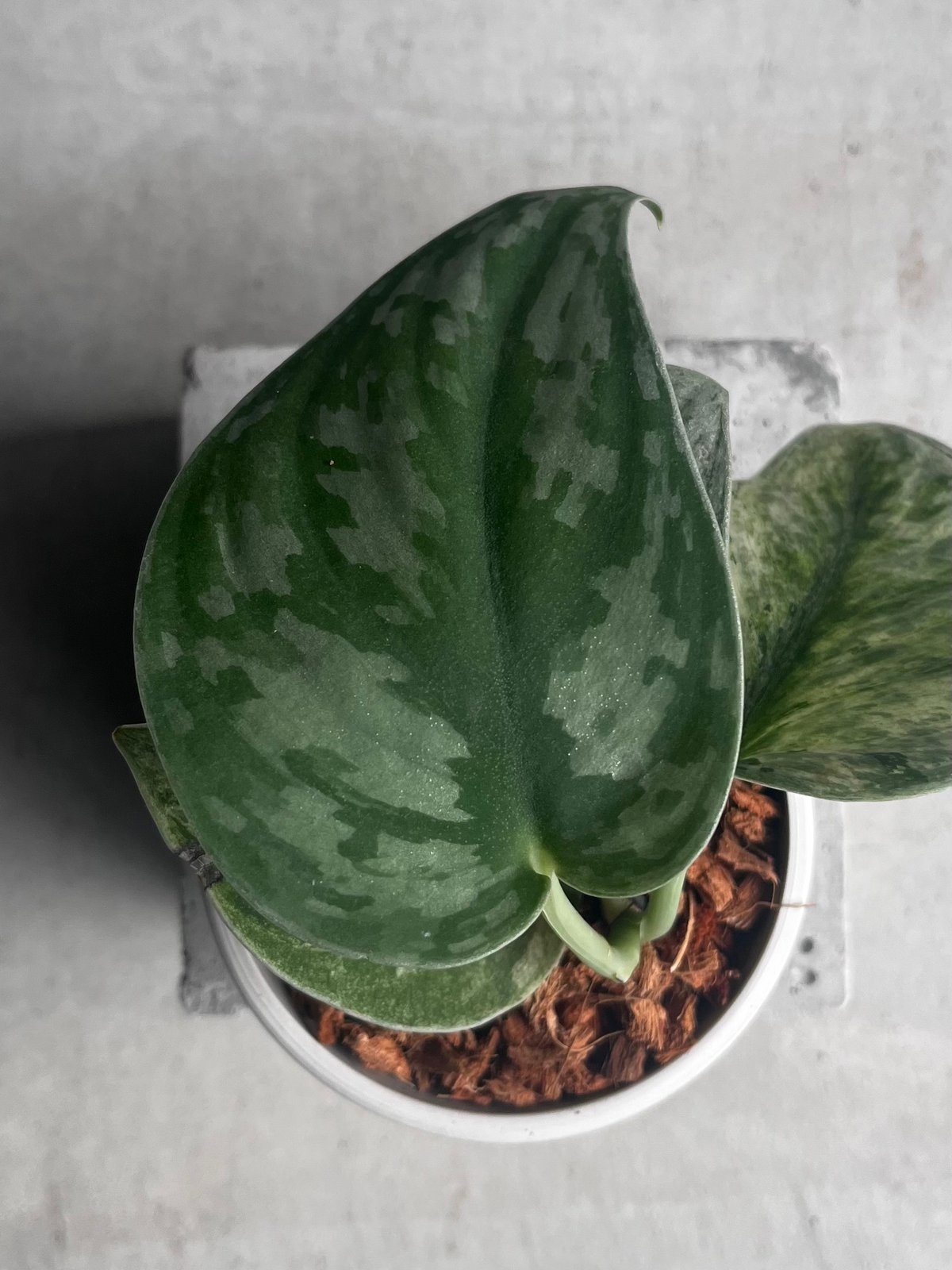 スキンダプサス エキゾチカ ホログラム 「Scindapsus exotica スキンダプサス エキゾチカ ホログラム 「Scindapsus exotica