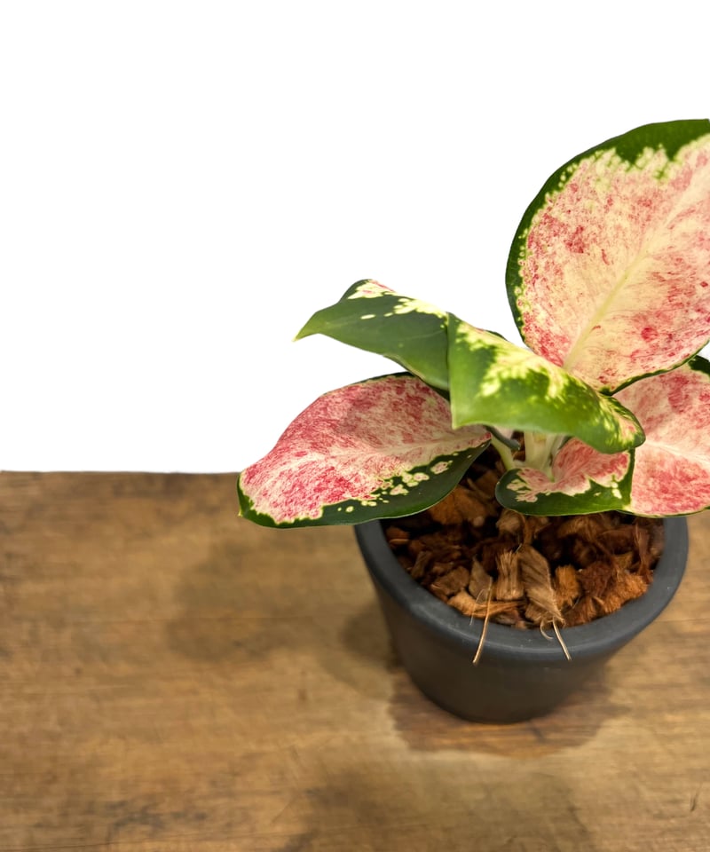 アグラオネマ Aglaonema pictum zettacolor“鏡花水月”【LA0913-1ss】アグラオネマ