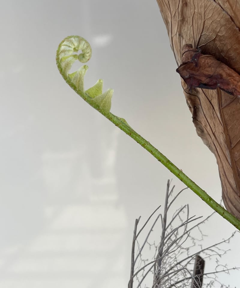 ドリナリア クエルシフォリア「Drynaria quercifolia」5/2 | SHOUC