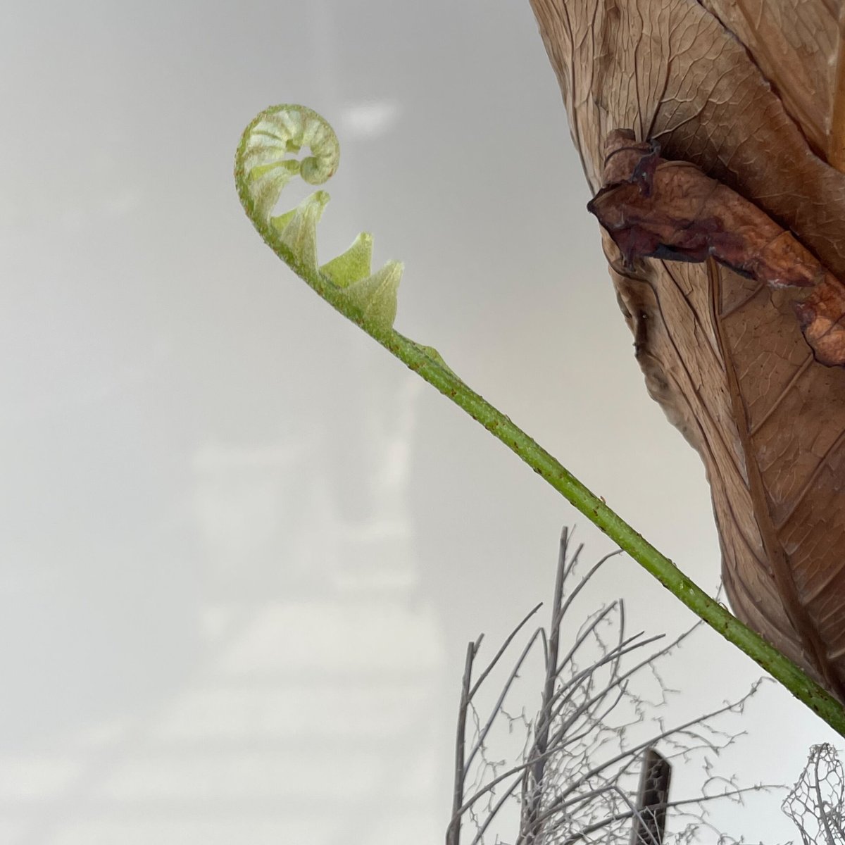 ドリナリア クエルシフォリア「Drynaria quercifolia」5/2 | SHOUC