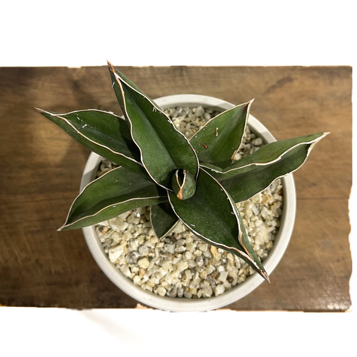 サンセベリア サムライ ドワーフ「Sansevieria samurai dwarf」81F-