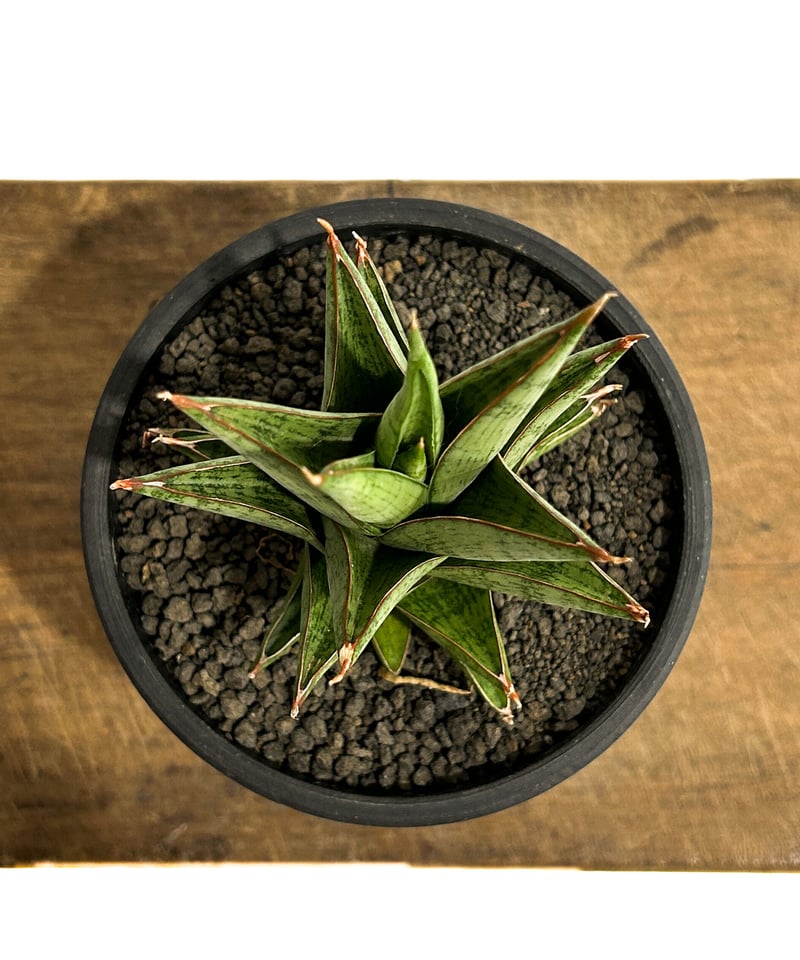 サンセベリア ロックマン 「Sansevieria Rock Man 」4/13-324 |