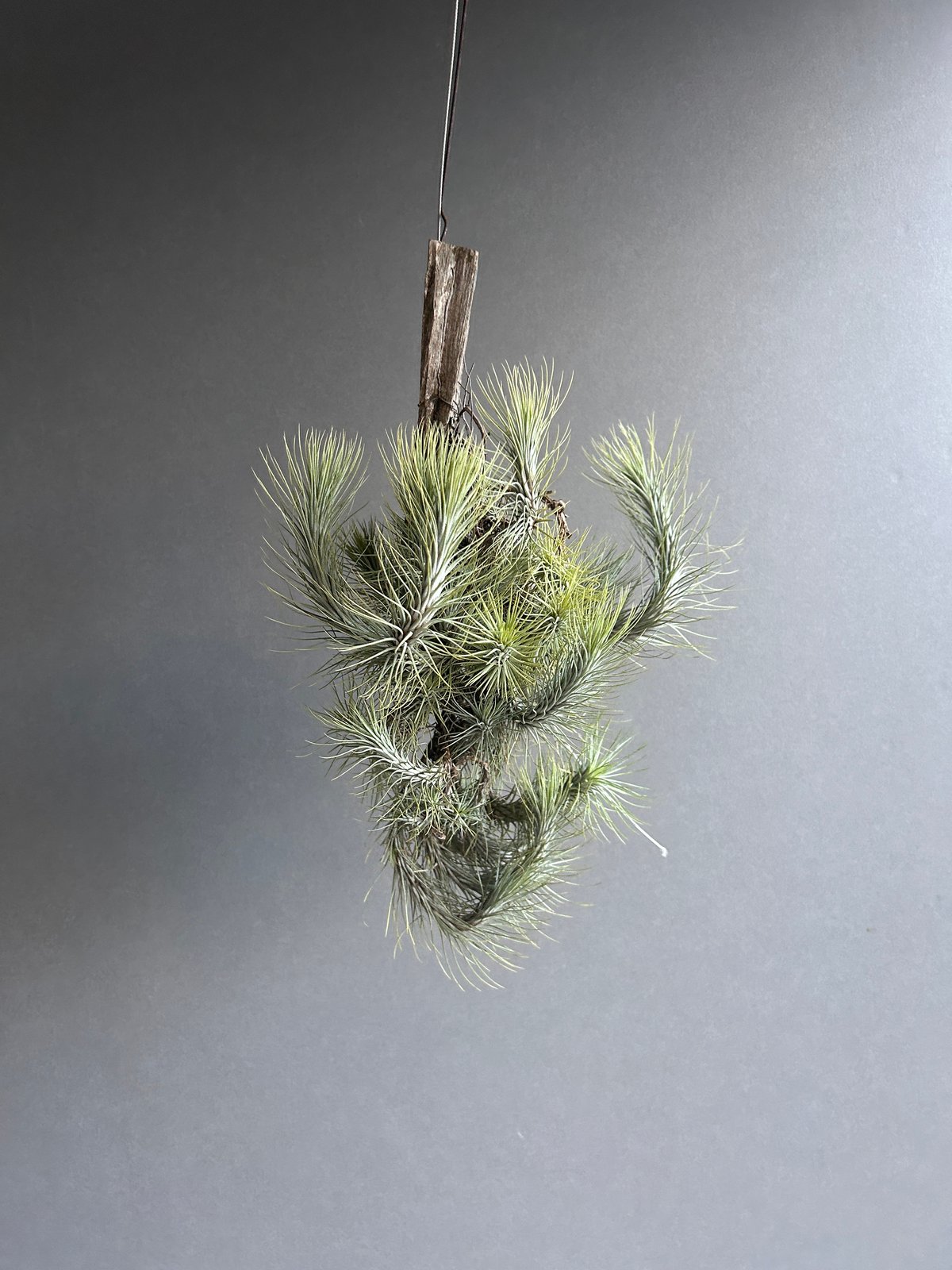 ティランジア・フンキアナ・クランプ ティランジア フンキアナ クランプ 「Tillandsia funckiana clump」1