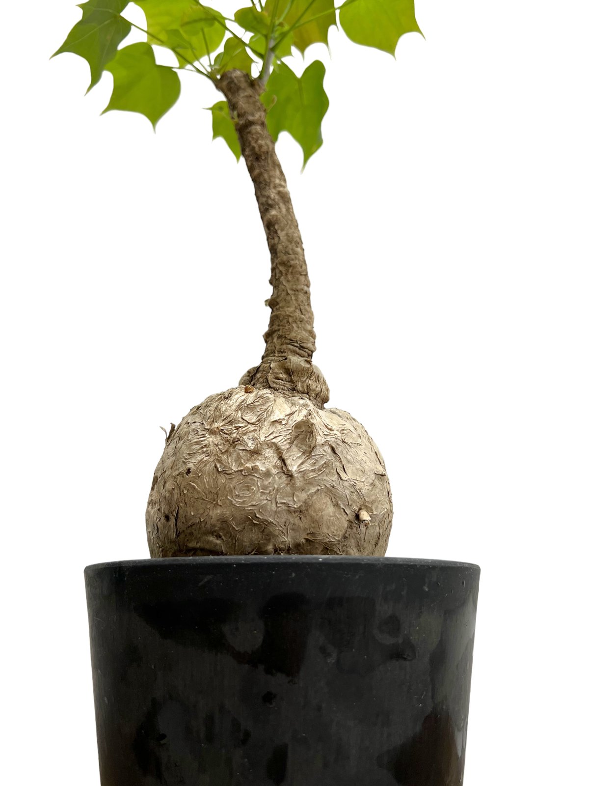 フィルミアナ・コロラータ Firmiana colorata フィルミアナ コロラータ「 Firmiana colorata」5/29-636 D | SH